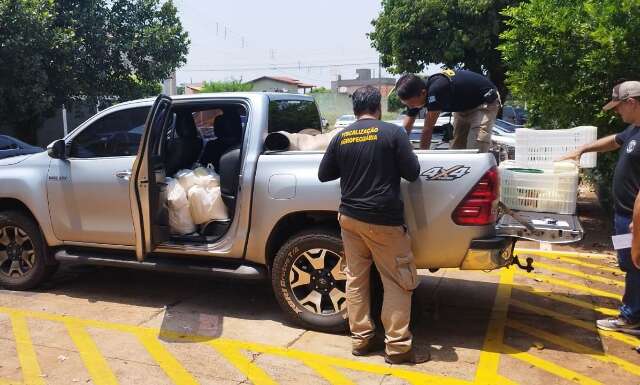 Comerciante &eacute; autuado ao vender 300 kg de latic&iacute;nios sem licen&ccedil;a