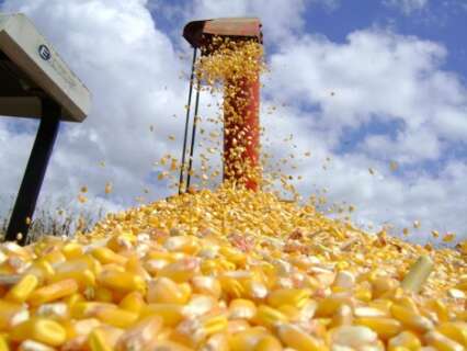 Campo Grande sediará em novembro evento nacional para debater o milho safrinha 