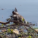 Natureza em risco: em meio ao lixo, jacaré devora ave no Lago do Amor