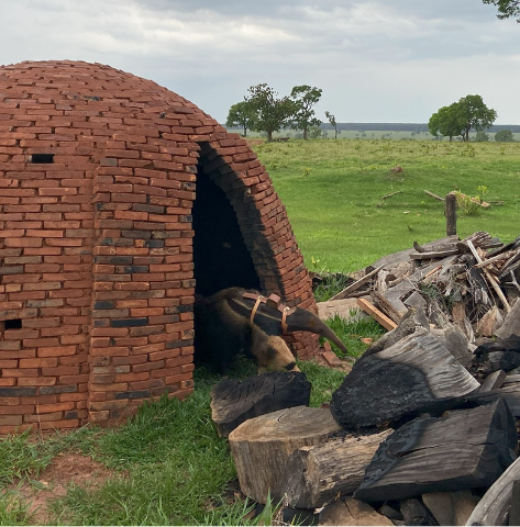 Sem &aacute;rvores para aliviar calor, tamandu&aacute; se abriga em antigo forno de carv&atilde;o