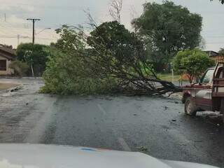 Árvore bloqueia trânsito na região central de Aquidauana. (Foto: Reprodução/O Pantaneiro)