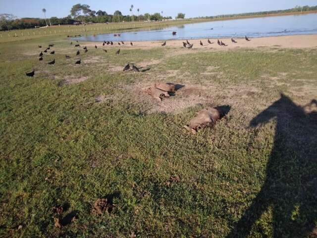 Capataz &eacute; preso por matar 9 capivaras, a tiros e com veneno