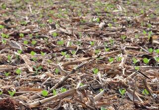 Plantio da soja direto na palha; sistema tem garantido mais segurança na germinação da cultura. (Foto: Divulgação)