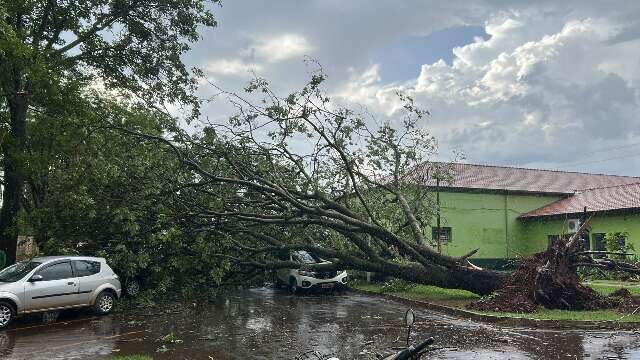 Tempestade de minutos derruba &aacute;rvores e danifica ve&iacute;culos