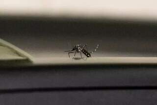 Mosquito Aedes aegypti, transmissor da chikungunya (Foto: Henrique Kawaminami | Arquivo)