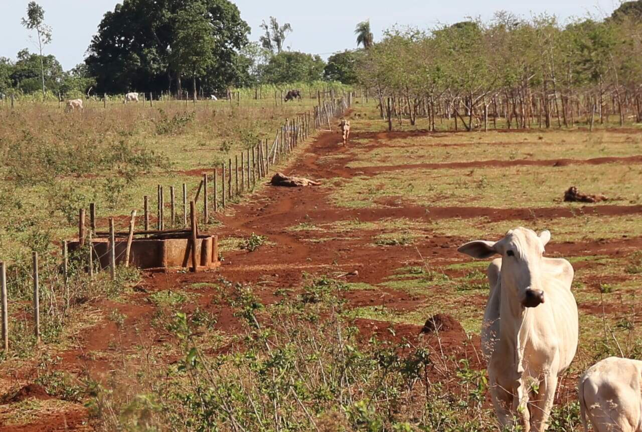Governo Federal promete recuperar 40 milhões de hectares degradadas