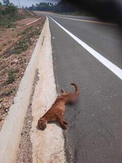Raríssimo gato mourisco não resistiu aos ferimentos após ter sido atropelado na nova Estrada do 21 (Foto: Unidos Serra da Bodoquena)