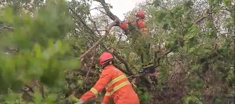 Vendaval derruba árvores e interdita rodovia na BR-262
