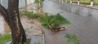 Galhos de árvore caídos em rua da cidade de Chapadão do Sul (Foto: Jovem Sul News)