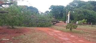 Árvore com troco partido ao meio em Piraputanga, distrito de Aquidauana (Foto: Edilson dos Santos)