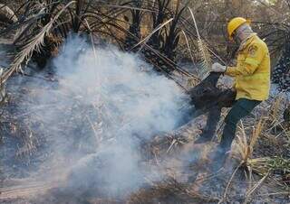 Ao todo, 299 brigadistas combatem incêndio florestal no Pantanal (Foto: Ibama)