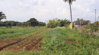 Sistema de irrigação em horta no bairro Rita Vieira: temperatura alta exige maior cuidado no cultivo (Foto: Ana Beatriz)