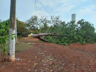 Árvore bloqueia acesso a uma chácara situada em Piraputanga. (Foto: Direto das Ruas)