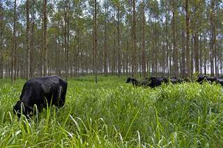 Experimento da Embrapa com bovinos de corte em área de integração pecuária-florestas. (Foto: Divulgação/Embrapa)