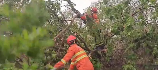 Vendaval derruba &aacute;rvores e interdita rodovia na BR-262