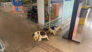 Os dois cachorros deitados na porta do mercado embaixo do ar-condicionado (Foto: Antonio Bispo)