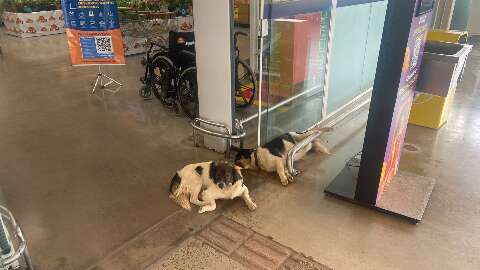 Para fugir do calor, cães pegam carona em ar-condicionado 