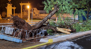 Árvore foi arrancada pela raiz durante temporal (Foto: Idelfonso Alves / Mauro Zaia)