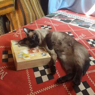 Em dias de calor, a gata Suzi aproveita o alívio trazido pelo ventilador na casa de Carmem (Foto: Arquivo pessoal)