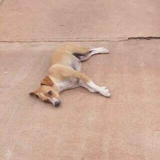 Afetada pelo calor, a cadela Luiza fica menos ativa, diz a tutora Carmem (Foto: Arquivo pessoal)