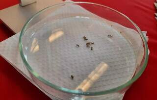 Larvas do mosquito apresentadas durante Dia D contra a dengue (Foto: Caroline Maldonado)