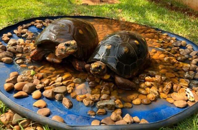 Jabutis e sucuri do Bioparque Pantanal t&ecirc;m tratamento especial nos dias quentes