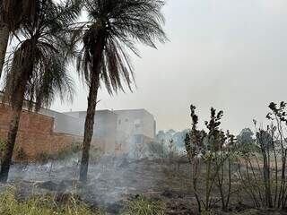 Vegetação de terreno na Rua Antônio Francisco de Lisboa, no bairro Villas Boas, em Campo Grande (Foto: Direto das Ruas)