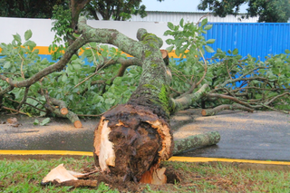 Árvore caída sobre a Avenida Rio Grande do Norte, em Chapadão do Sul. (Foto: Reprodução/Chapadense News)