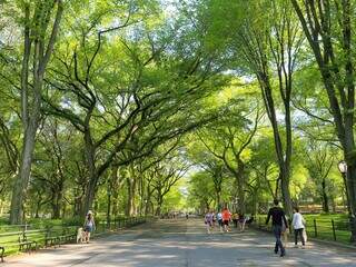 Central Park, lugar pefeito para passear ou praticar esportes em Nova York e gratuitamente (Foto: Paulo Nonato de Souza)