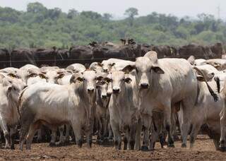 Rebanho bovino em propriedade de MS; Estado tem cerca de 18,6 milhões de cabeças. (Foto: Divulgação/Governo MS)