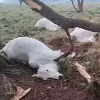 Queda de raio mata 12 vacas prenhas em fazenda