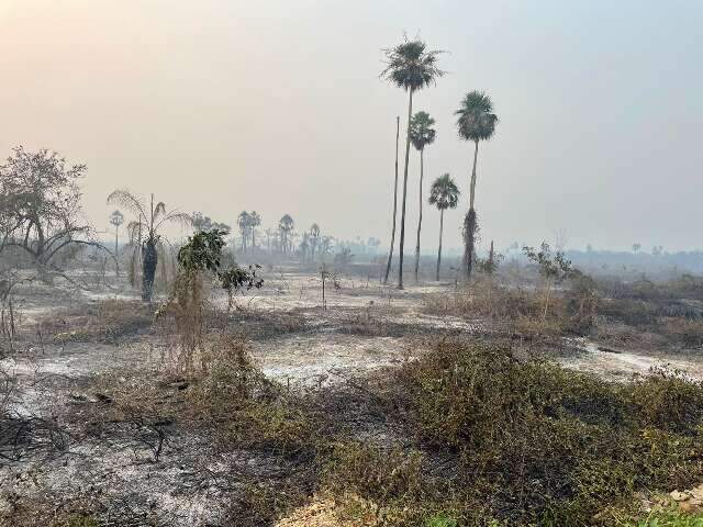 Fam&iacute;lia de pescadores &eacute; internada ap&oacute;s tentar salvar abelhas do fogo no Pantanal