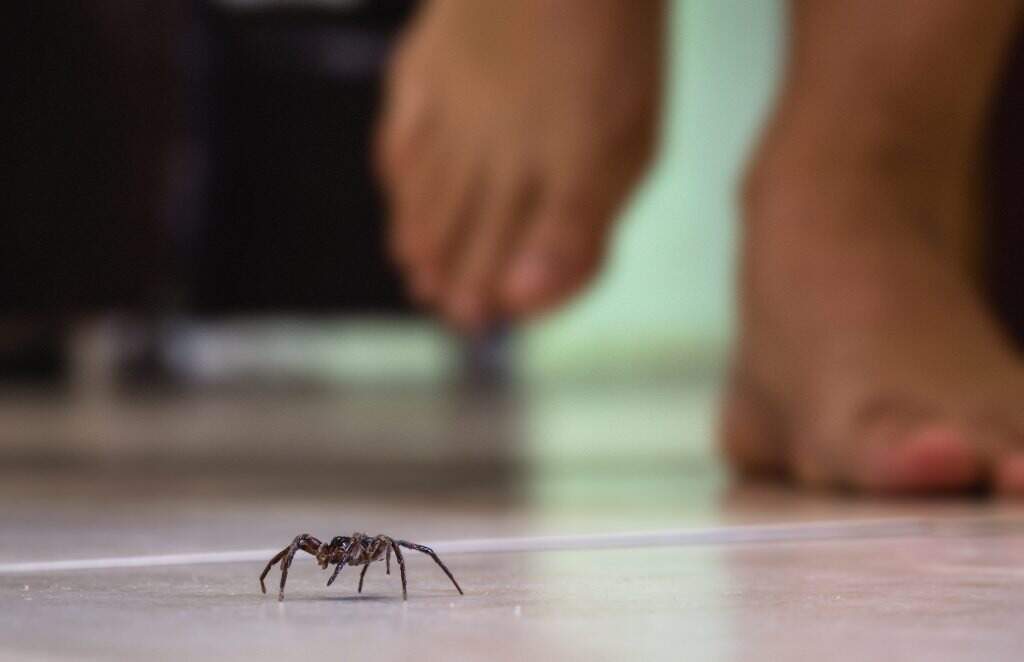 Ataques de aranha crescem mais de 50% em comparação a anos anteriores 