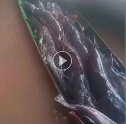 Vídeo viraliza e dupla é multada em mais de R$ 30 mil por pesca predatória 