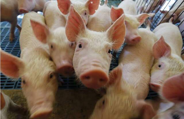 Programa de sustentabilidade quer mais valor agregado à carne suína de MS