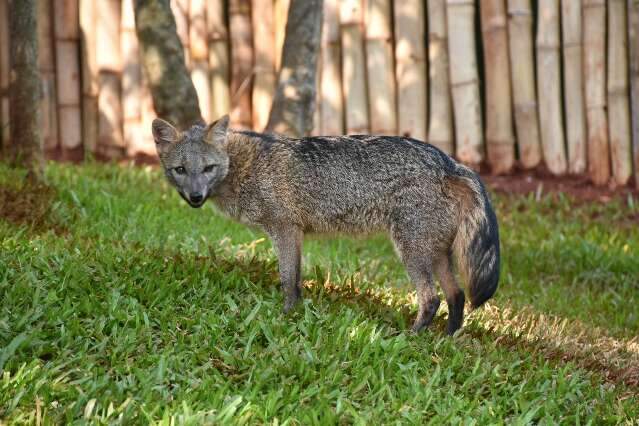 Ainda sem nome, lobinha &oacute;rf&atilde; &eacute; 1&ordm; mam&iacute;fero do Bioparque