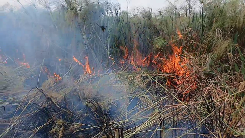 Com labaredas de 3 metros, incêndios florestais retornam ao Paiaguás
