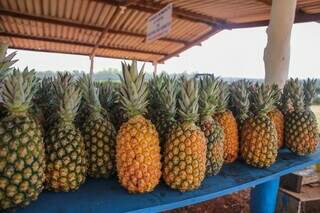 Neste ano tem vende de abacaxi pérola mais doce da cidade. (Foto: Paulo Francis)