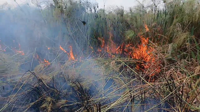 Com labaredas de 3 metros, inc&ecirc;ndios florestais retornam ao Paiagu&aacute;s