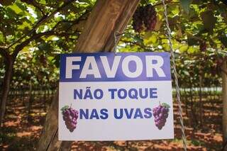 Principal pedido é que ninguém toque nas uvas. (Foto: Paulo Francis)