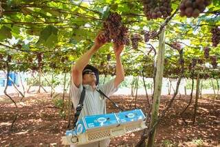 Os clientes terão a chance não apenas de adquirir caixas com 2 kg de uvas pelo preço atrativo de R$ 40,00.