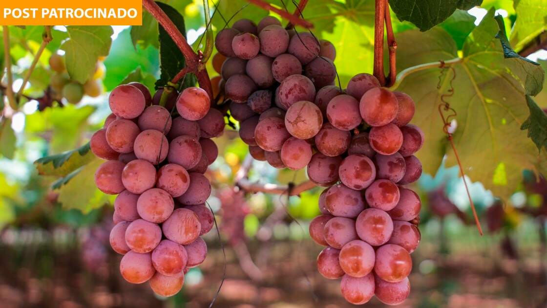 Temporada de uvas mais esperada do ano começa com novidade