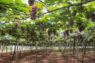 As uvas da variedade niágara rosada, conhecidas por seu sabor adocicado, são retiradas das parreiras a todo momento. (Foto: Paulo Francis)