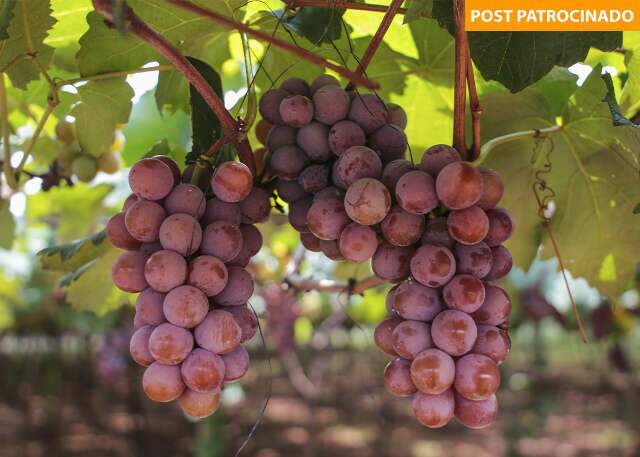 Temporada de uvas mais esperada do ano começa com novidade