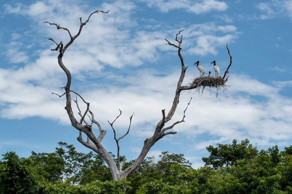 Lei do Pantanal será discutida em audiência na próxima quarta