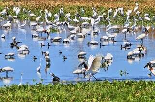 Centenas de aves em região alagada do Pantanal, se alimentando de peixes (Foto: Saul Scharmm)