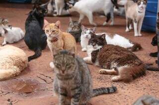 Vários gatos adultos reunidos em ONG de proteção animal após serem vítimas de abandono e maus-tratos (Foto: Arquivo/Marcos Maluf)