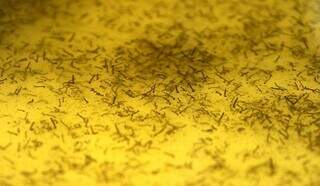 Proliferação do mosquito encontra ambiente perfeito nas altas temperaturas e chuva (Foto/Divulgação)