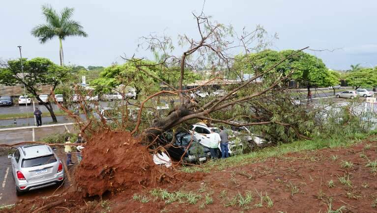 Árvore desabou sobre sete carros estacionados no Hospital Regional (Foto: Alex Machado)
