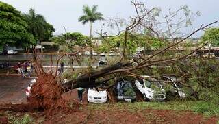 Durante tempestade, árvore tomba em cima de sete carros no estacionamento do Hospital Regional (Foto: Alex Machado)